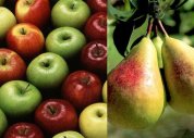 Consumo de maçã e pera diminui risco de derrame, aponta pesquisa