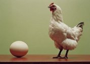 Galinha pode ter vindo antes que ovo, sugere estudo britânico