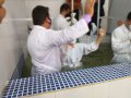 Pr. José Laelson batiza 60 novos membros da AD União dos Palmares
