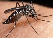 ALERTA| Dengue pode ter matado três em AL e portal AD instrui sobre a doença