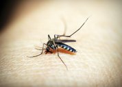 Com 1,8 milhão de casos, Brasil bate recorde histórico de dengue